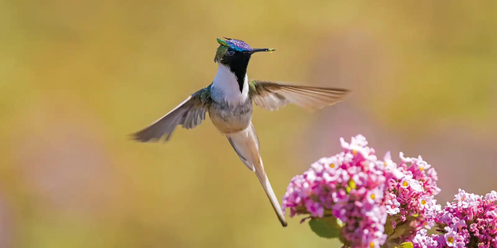 embrapa-estuda-revegetar-areas-degradadas-pela-mineracao-em-mg