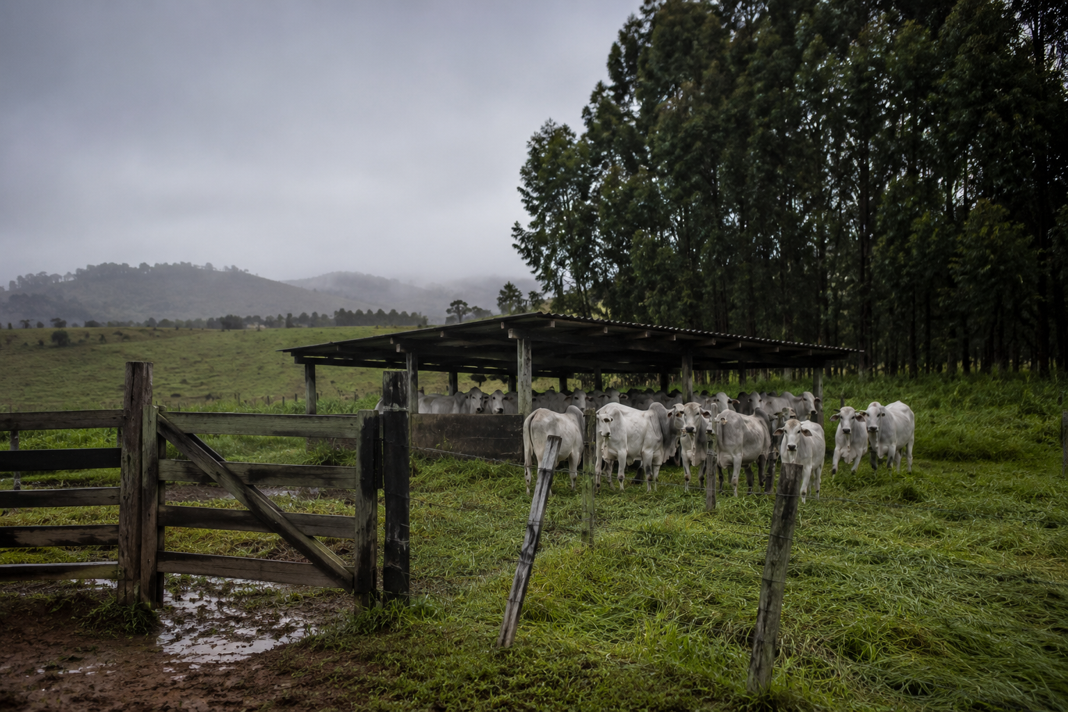 Frio extremo mata mais de 80 bovinos em Mato Grosso do Sul